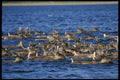 014002 Caribou Migration Through Water A4 Photo Print