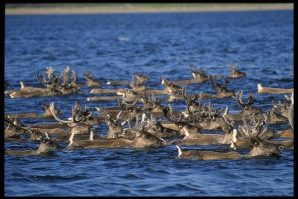 014002 Caribou Migration Through Water A4 Photo Print