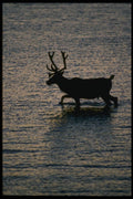 014003 Bull Caribou Wading A4 Photo Print