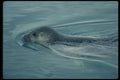 014004 Ringed Seal A4 Photo Print