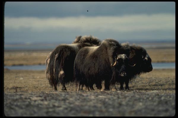 014005 Muskox In Defensive Position A4 Photo Print