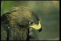 014006 Golden Eagle A4 Photo Print