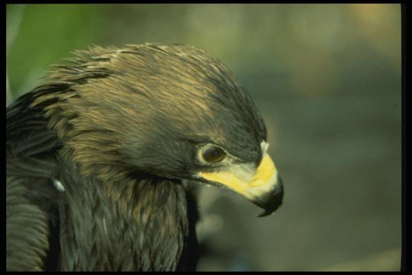 014006 Golden Eagle A4 Photo Print