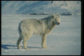 014007 Arctic Wolf, Side View A4 Photo Print