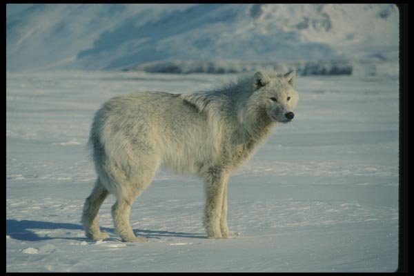 014007 Arctic Wolf, Side View A4 Photo Print