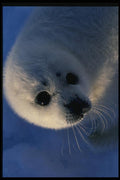 014008 Baby Harp Seal Head A4 Photo Print