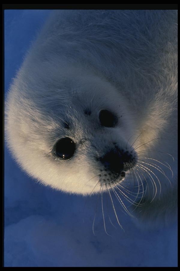 014008 Baby Harp Seal Head A4 Photo Print