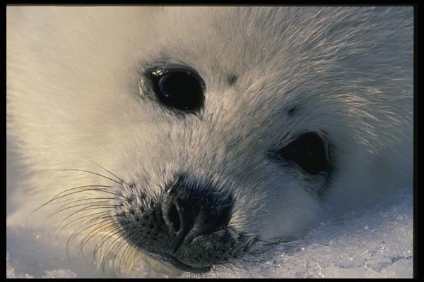 014009 Baby Harp Seal Close Up  A4 Photo Print