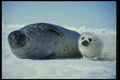 014010 Baby Harp Seal With Mother A4 Photo Print