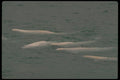 014011 Beluga Whales In Arctic Ocean A4 Photo Print