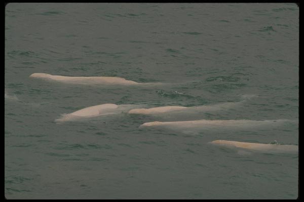 014011 Beluga Whales In Arctic Ocean A4 Photo Print