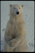 014012 Polar Bear Sitting A4 Photo Print
