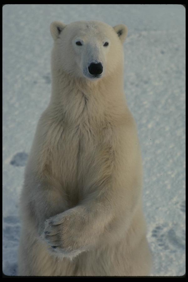 014012 Polar Bear Sitting A4 Photo Print