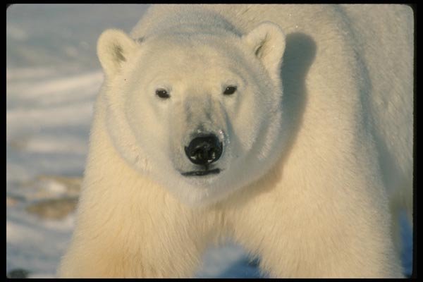 014013 Polar Bear Close Up  A4 Photo Print