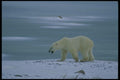 014014 Polar Bear Prowling A4 Photo Print