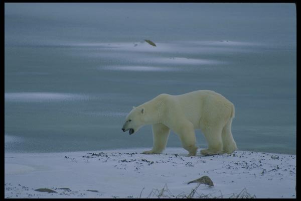 014014 Polar Bear Prowling A4 Photo Print