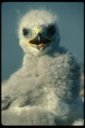 014015 Young Rough legged Hawk A4 Photo Print