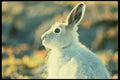 014016 Arctic Hare A4 Photo Print