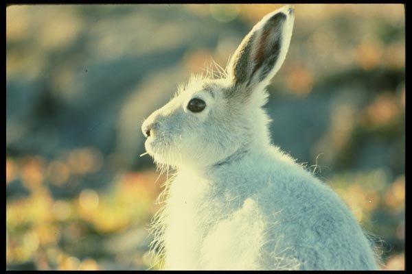 014016 Arctic Hare A4 Photo Print