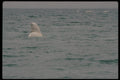 014017 Beluga Whale Spy hopping A4 Photo Print