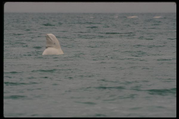 014017 Beluga Whale Spy hopping A4 Photo Print