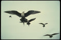 014018 Parasitic Jaegers A4 Photo Print