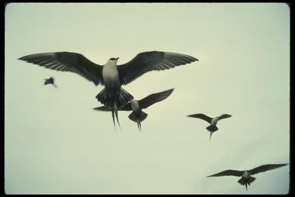 014018 Parasitic Jaegers A4 Photo Print