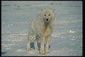 014019 Arctic Wolf, Front View A4 Photo Print