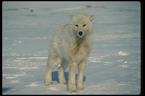 014019 Arctic Wolf, Front View A4 Photo Print