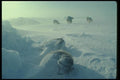014020 Sled Dogs In Storm A4 Photo Print