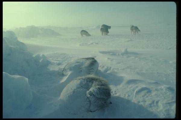 014020 Sled Dogs In Storm A4 Photo Print