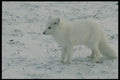 014033 Arctic Fox A4 Photo Print