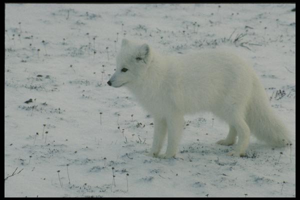 014033 Arctic Fox A4 Photo Print