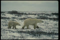 014035 Polar Bear And Cub A4 Photo Print