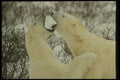 014036 Male Polar Bears Play Fighting A4 Photo Print
