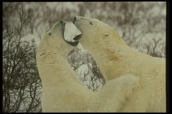 014036 Male Polar Bears Play Fighting A4 Photo Print