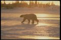 014039 Polar Bear Sunset A4 Photo Print