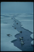 014040 Ice Break Up In Northwest Passage A4 Photo Print