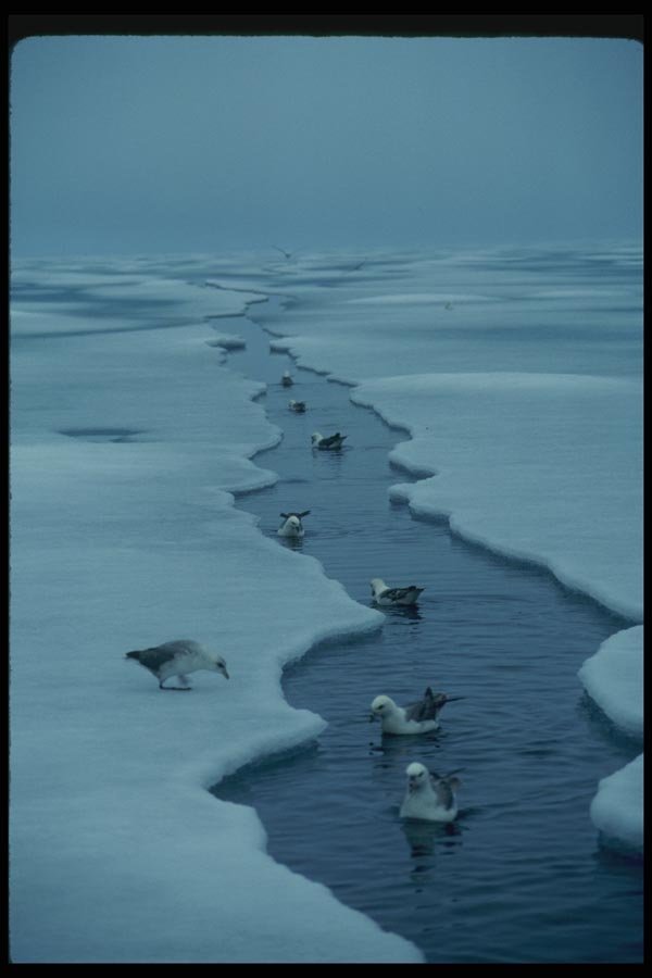 014040 Ice Break Up In Northwest Passage A4 Photo Print