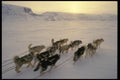 014042 Dogteam On Devon Island A4 Photo Print