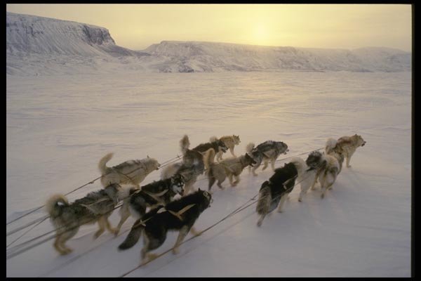 014042 Dogteam On Devon Island A4 Photo Print