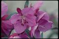 014070 Dwarf willow Herb A4 Photo Print