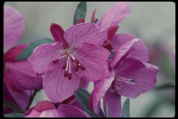 014070 Dwarf willow Herb A4 Photo Print