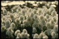 014071 Arctic Cotton Grass A4 Photo Print