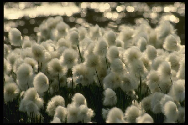 014071 Arctic Cotton Grass A4 Photo Print