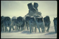 014084 Dogteam In Windstorm A4 Photo Print