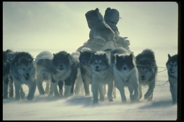 014084 Dogteam In Windstorm A4 Photo Print