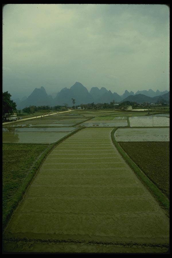 015005 Rice Paddies, Xingping, Guangxi A4 Photo Print