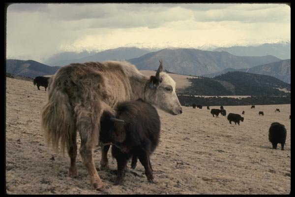 015024 Yak Mother And Calf, Eastern Tibet A4 Photo Print