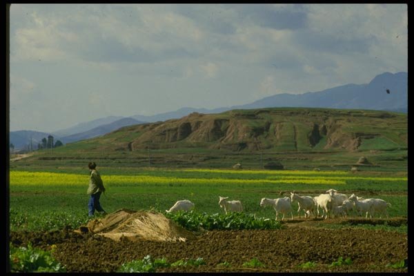 015037 Goat Herder Near The Stone Forest A4 Photo Print